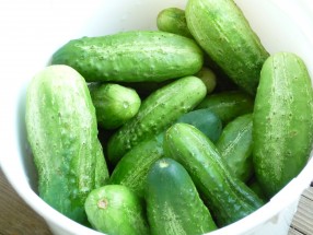Cukes-for-Pickling2-286x215