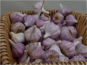 garlic for health